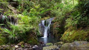 PALLAS-Seminare Desktop Preview - Wasserfall in Coroglen, Neuseeland